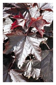 ACER platanoides 'Royal Red'